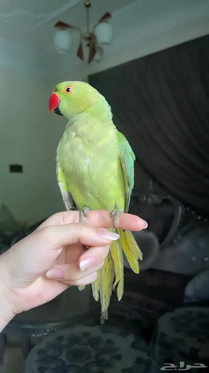 للبيع ببغاء اليف 6