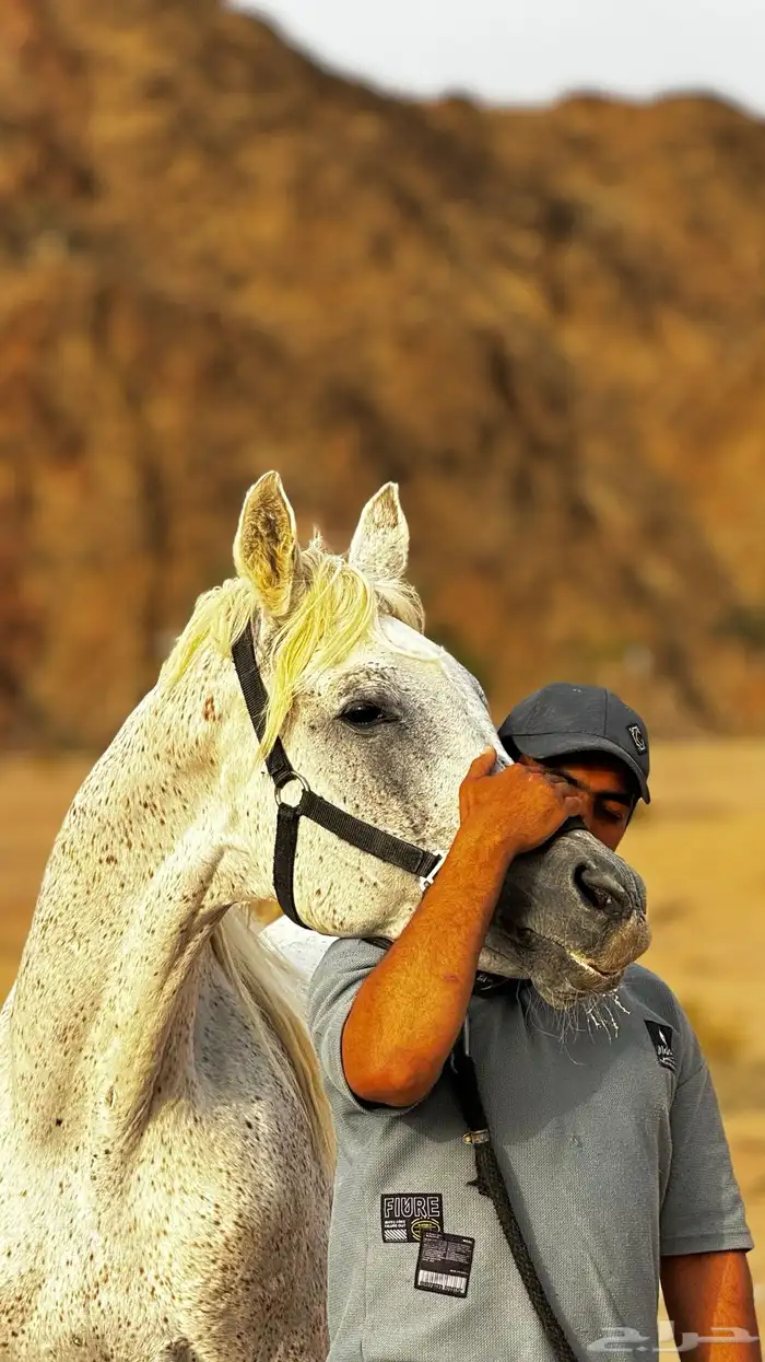 تعليم وتدريب على ركوب الخيل باحتراف (بمنهج متقن ) 0