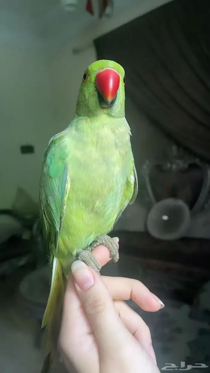 للبيع ببغاء اليف 9
