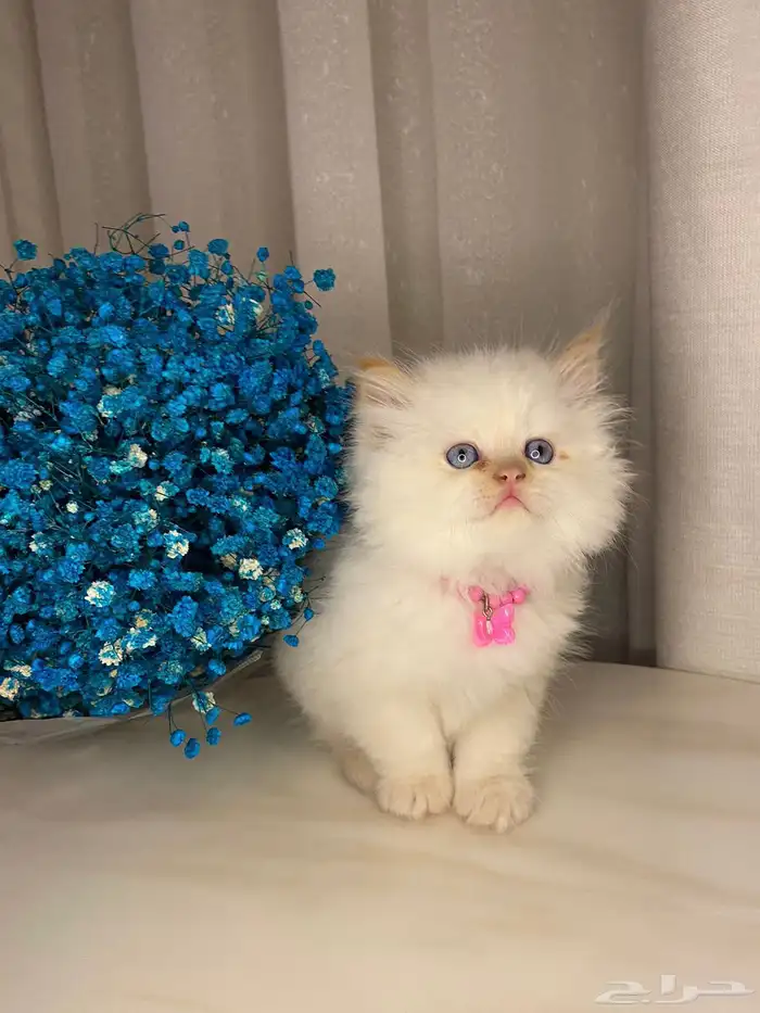 قطط كيتن بيرشن للبيع 1