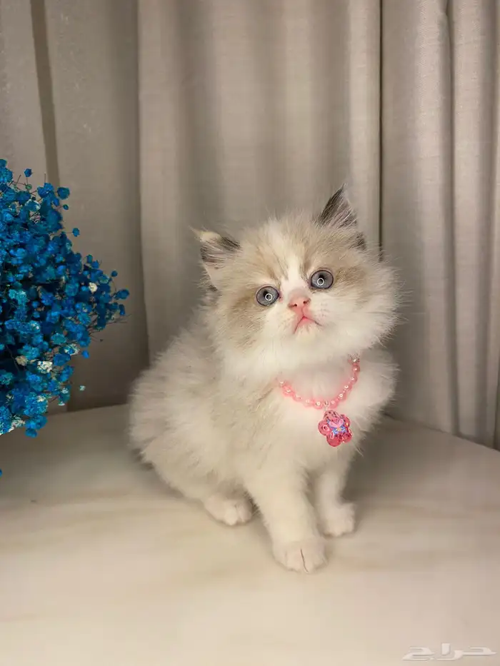 قطط كيتن بيرشن للبيع 0