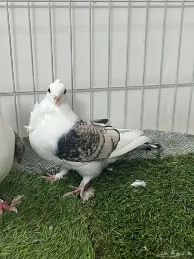 حمام روماني 4