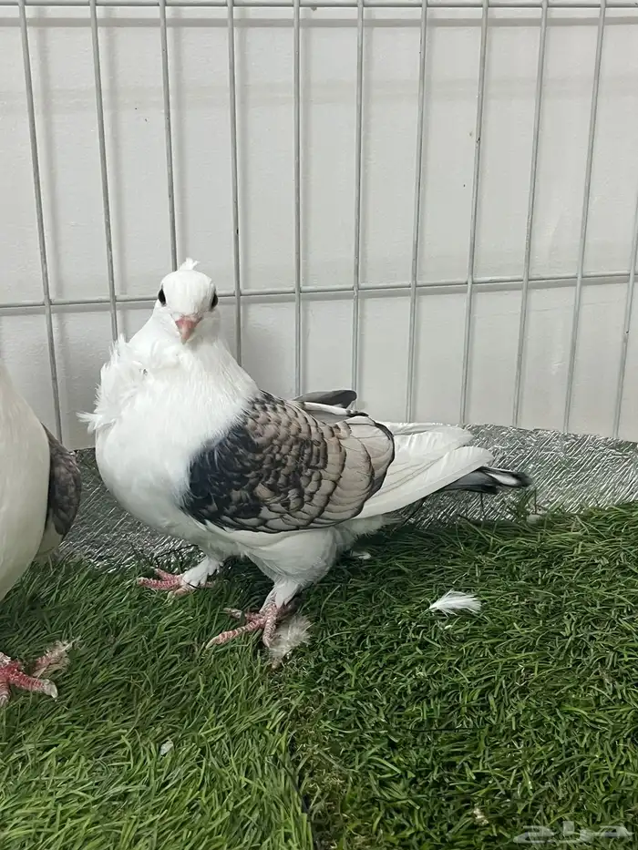 حمام روماني 4