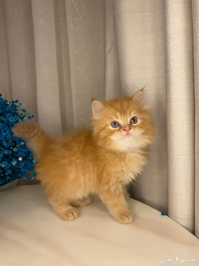 قطط كيتن بيرشن للبيع 2