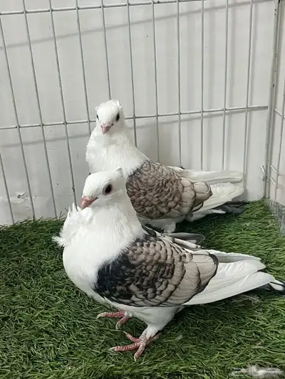 حمام روماني 2