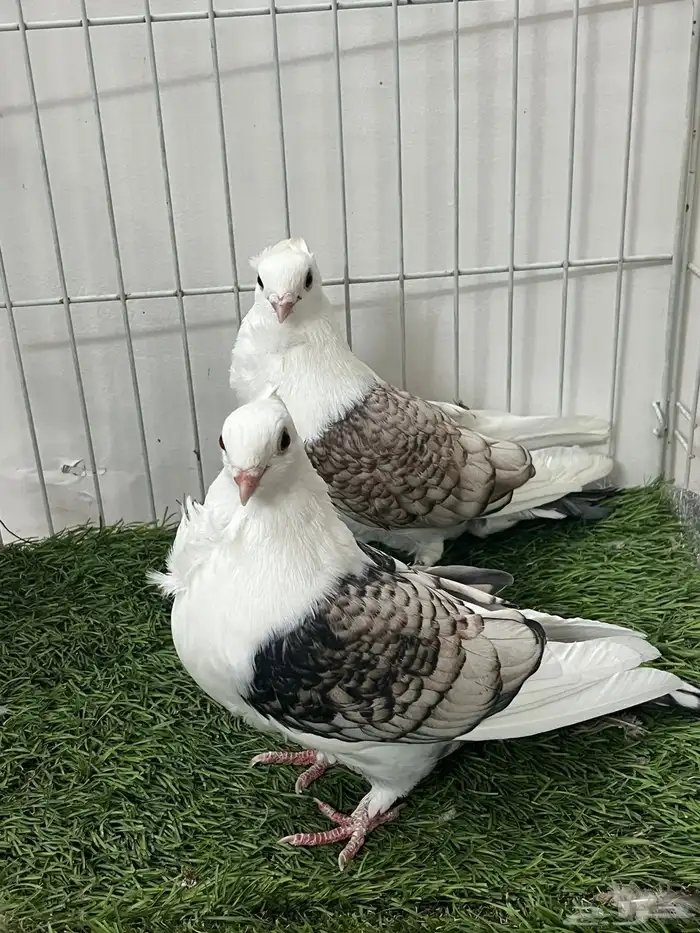 حمام روماني 5
