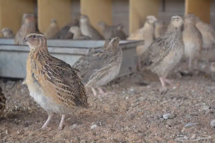 سمان طازج   سمان بياض  صوص سمان  بيض سمان 6
