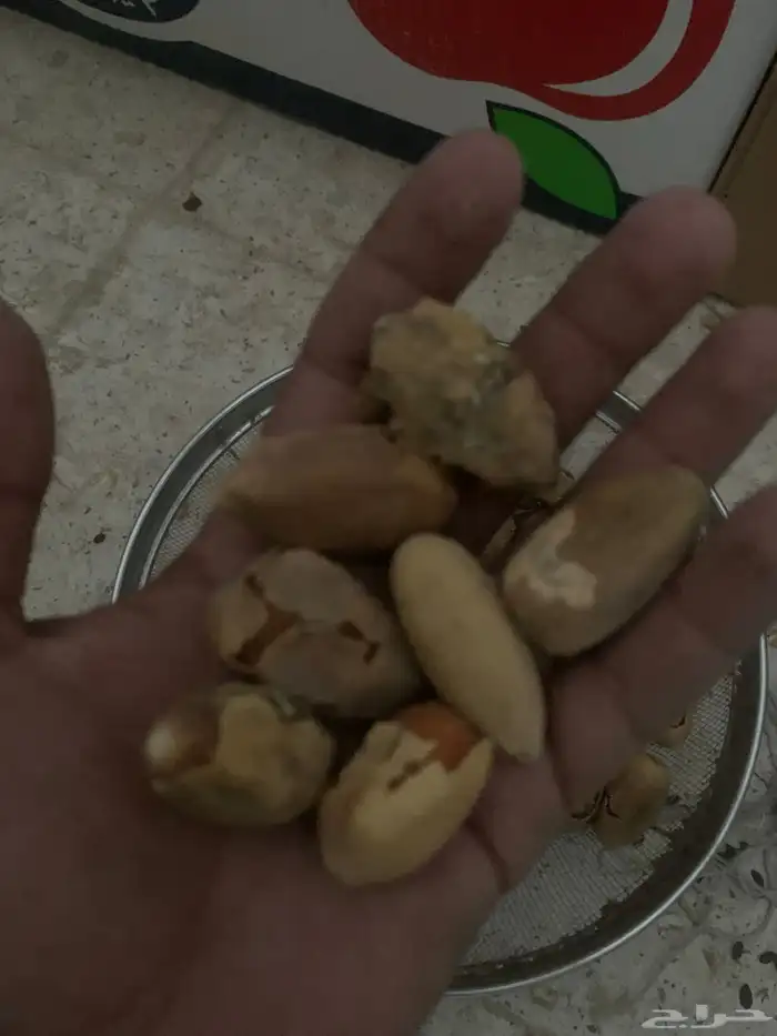 بذور الهجليج 1