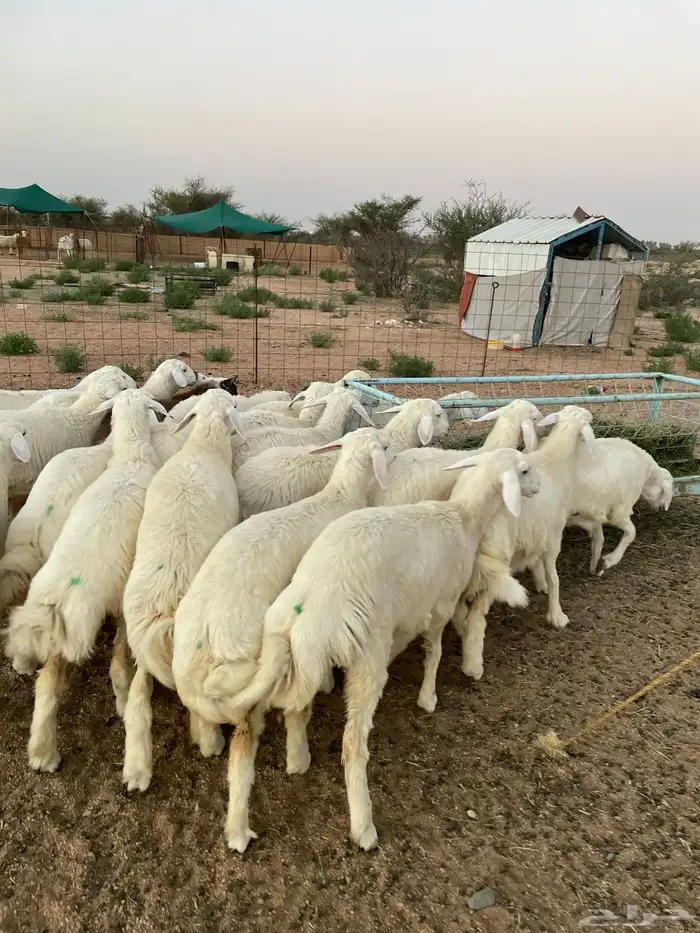 ذبائح حري رقم واحد 0