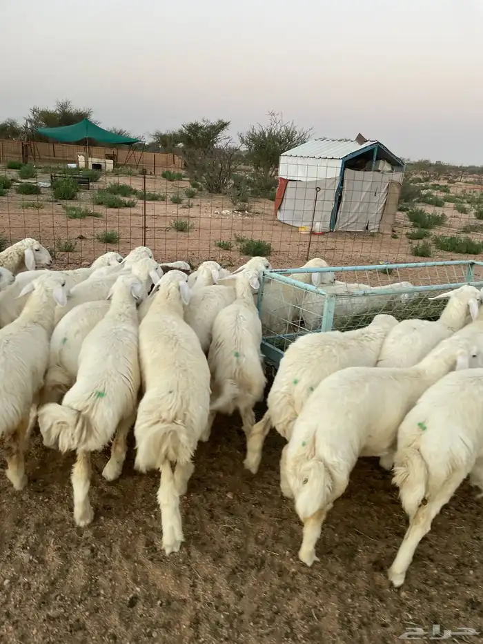 ذبائح حري رقم واحد 1