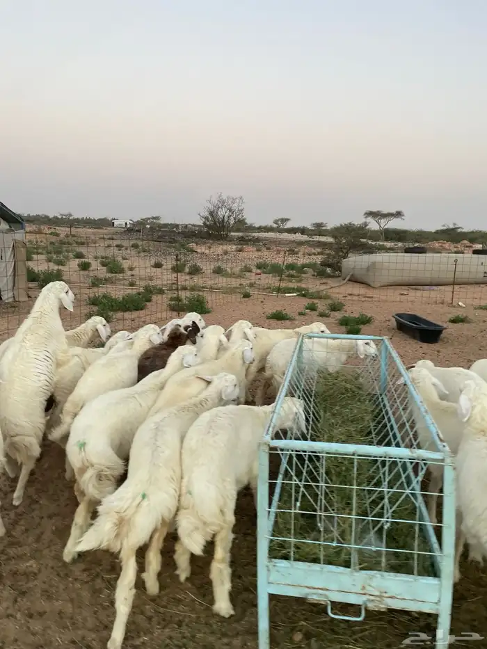 ذبائح حري رقم واحد 2