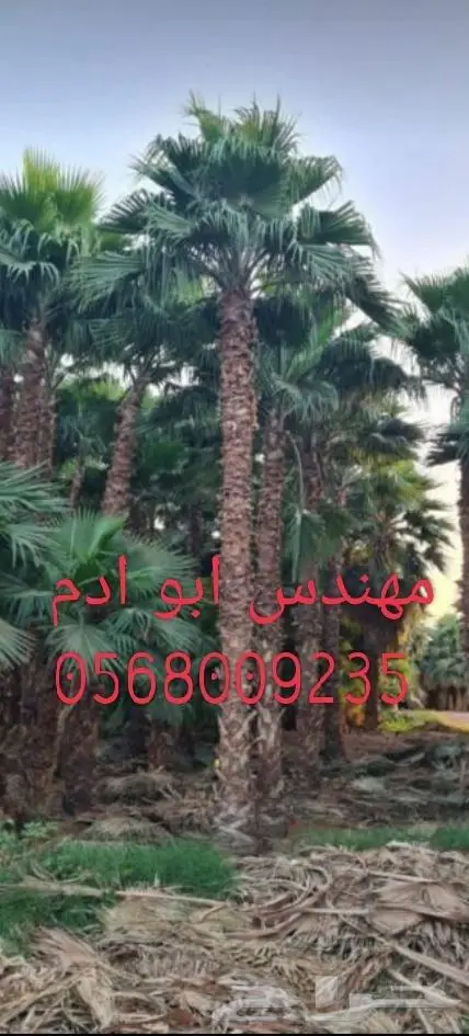تنسيق حدائق 0