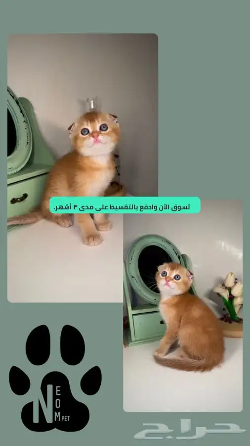 سكوتش فولد قطط للبيع هملايا شيرازي انثى ذكر قطه بسه كيتن قط 1