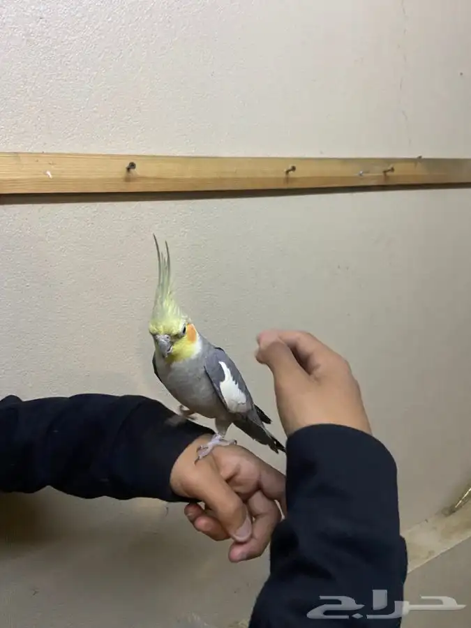 كروان اليف 2