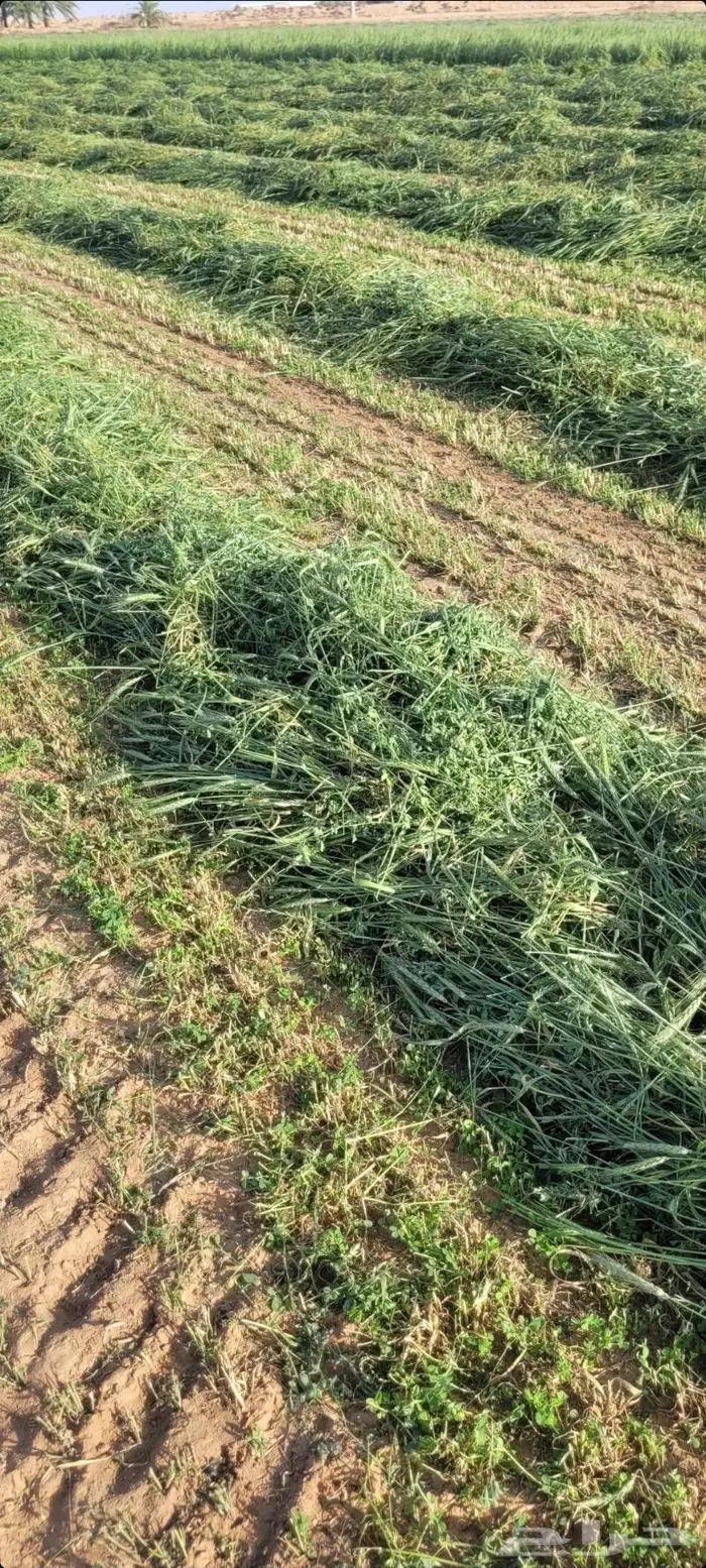 اللبيع. برسيم. مخلوط. مع. سنابل شعير. ناعم. حصاد جديد 1