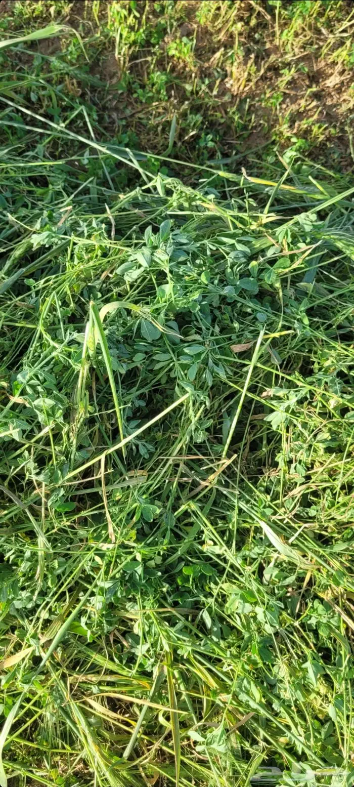اللبيع. برسيم. مخلوط. مع. سنابل شعير. ناعم. حصاد جديد 6