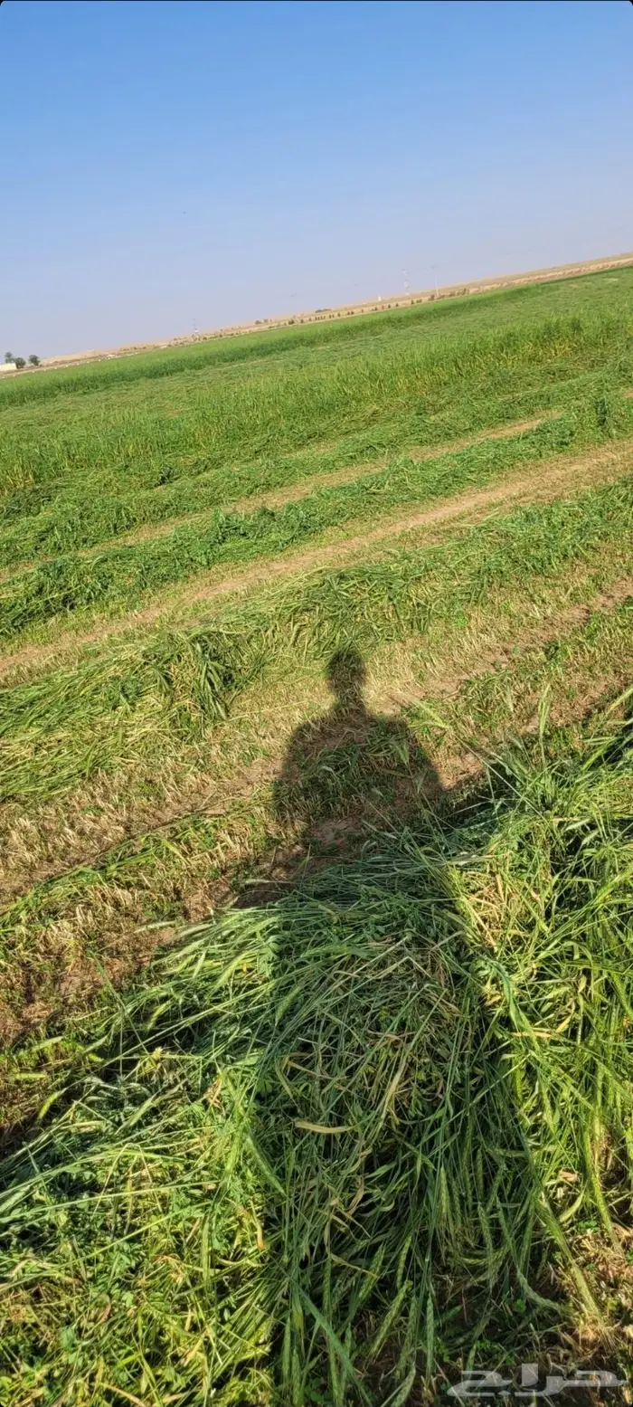 اللبيع. برسيم. مخلوط. مع. سنابل شعير. ناعم. حصاد جديد 7