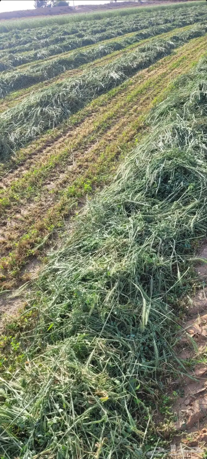 اللبيع. برسيم. مخلوط. مع. سنابل شعير. ناعم. حصاد جديد 4