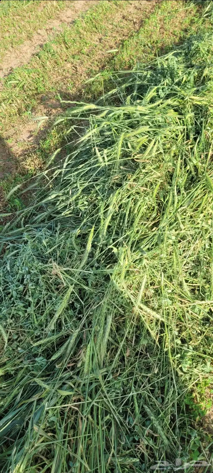 اللبيع. برسيم. مخلوط. مع. سنابل شعير. ناعم. حصاد جديد 8