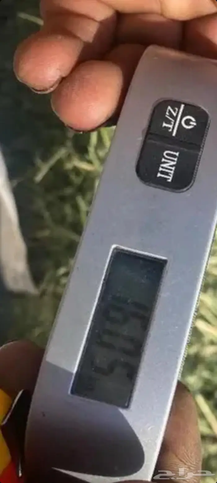 اللبيع. برسيم. مخلوط. مع. سنابل شعير. ناعم. حصاد جديد 14
