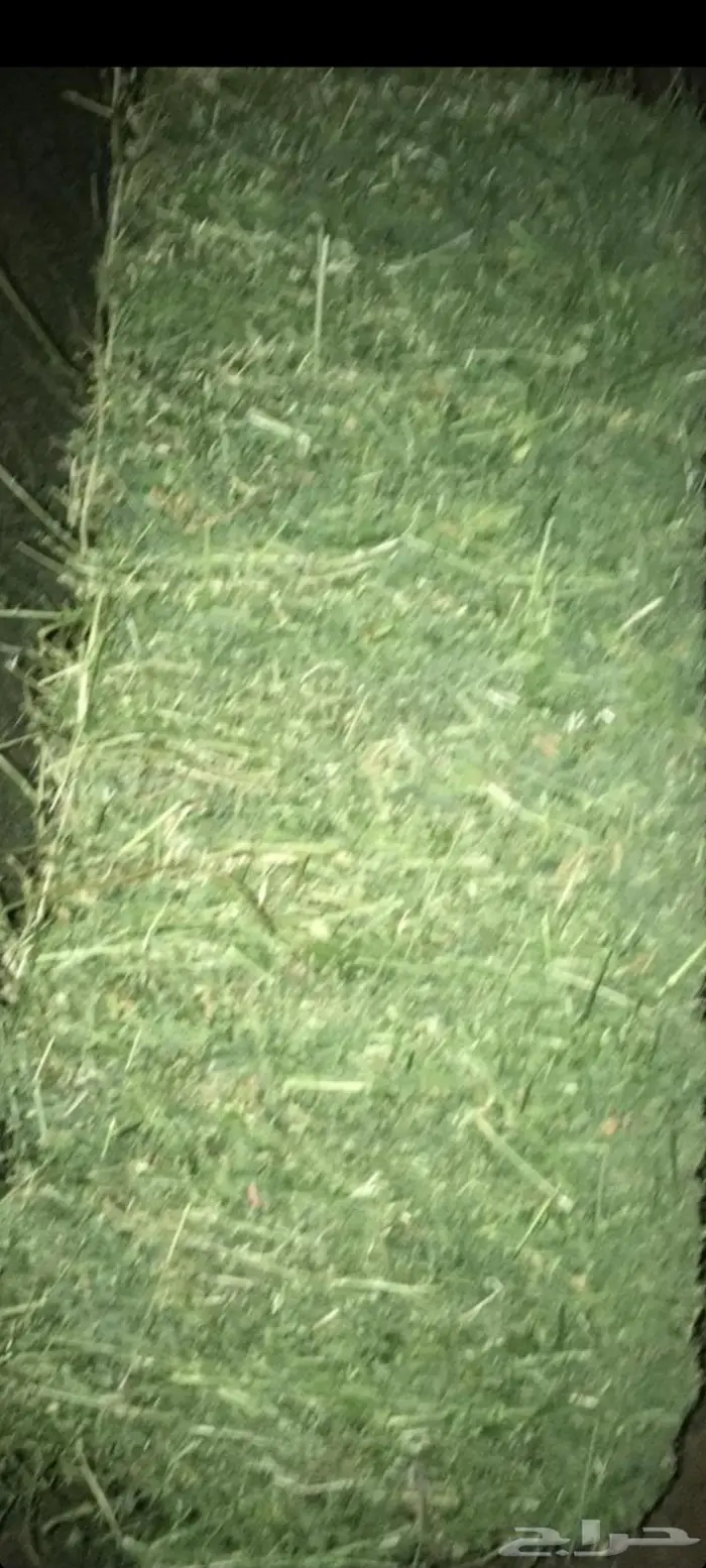 اللبيع. برسيم. مخلوط. مع. سنابل شعير. ناعم. حصاد جديد 15