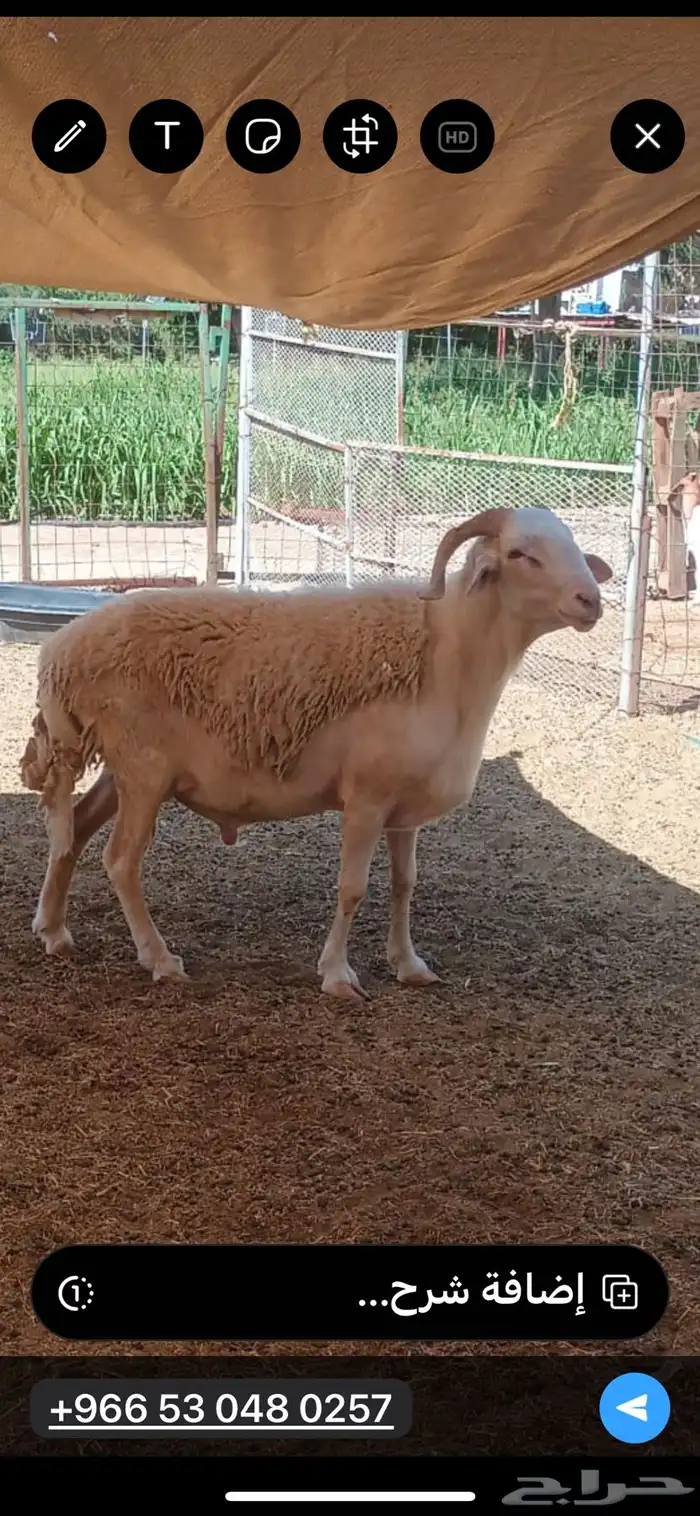 فحول قبرصية نادرة 1