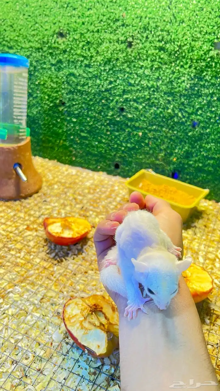 شوقر قلايدر 2