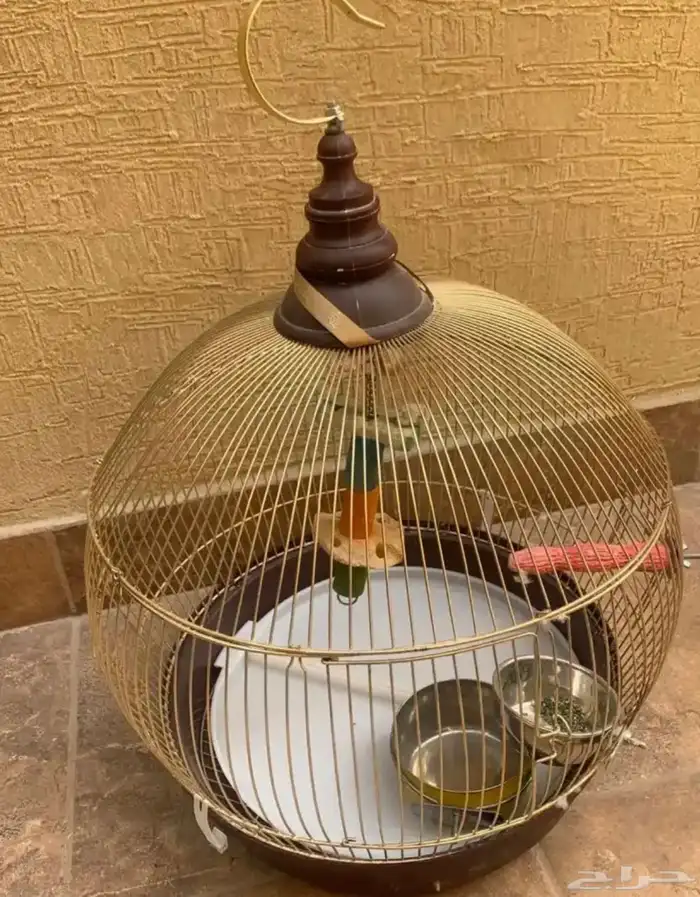 اقفاص حامل ستاند قفص عش كناري ابرة تغذية بيض صناعي للكناري 17