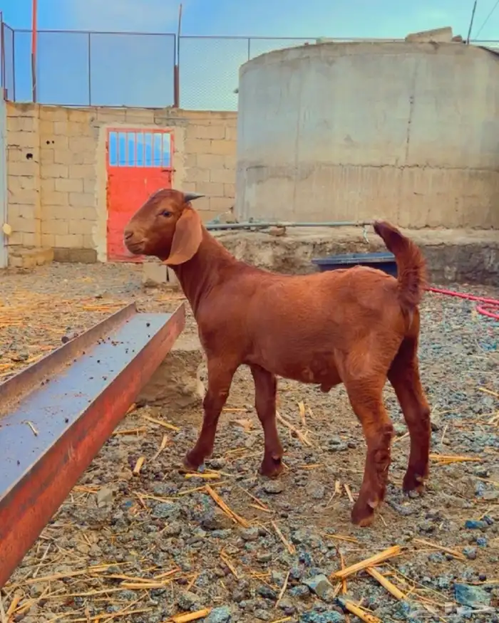كلهاري بيور تم البيع 1