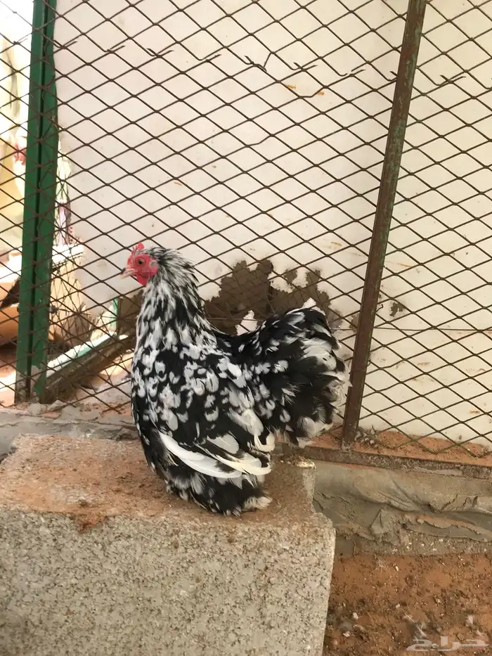 جوز كوشن بوران تم البيع تم البيع 0