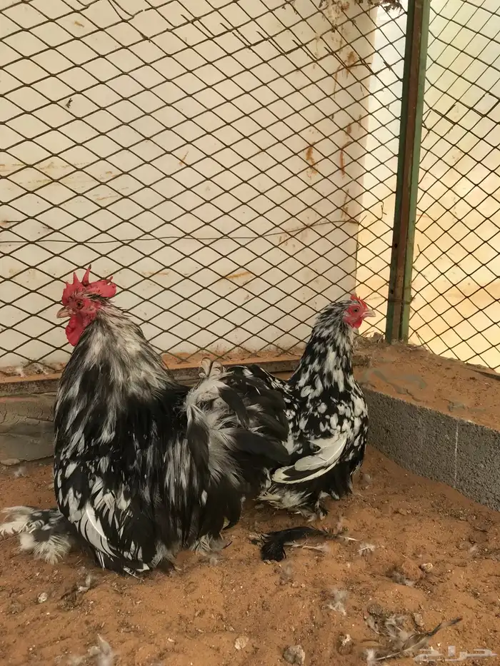 جوز كوشن بوران تم البيع تم البيع 3
