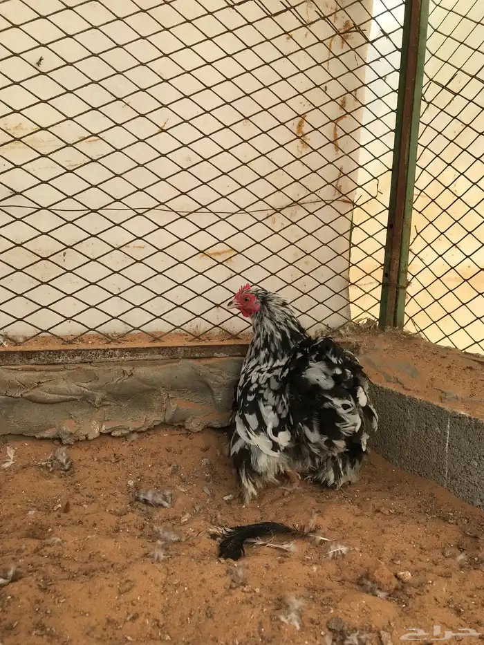 جوز كوشن بوران تم البيع تم البيع 2