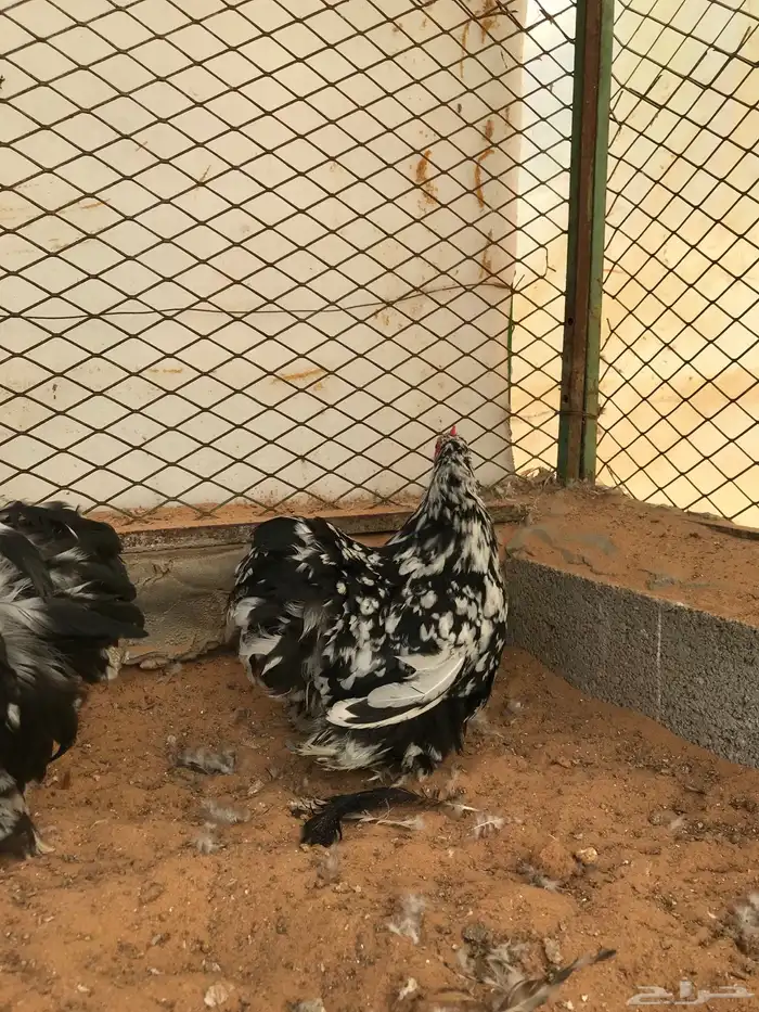 جوز كوشن بوران تم البيع تم البيع 1