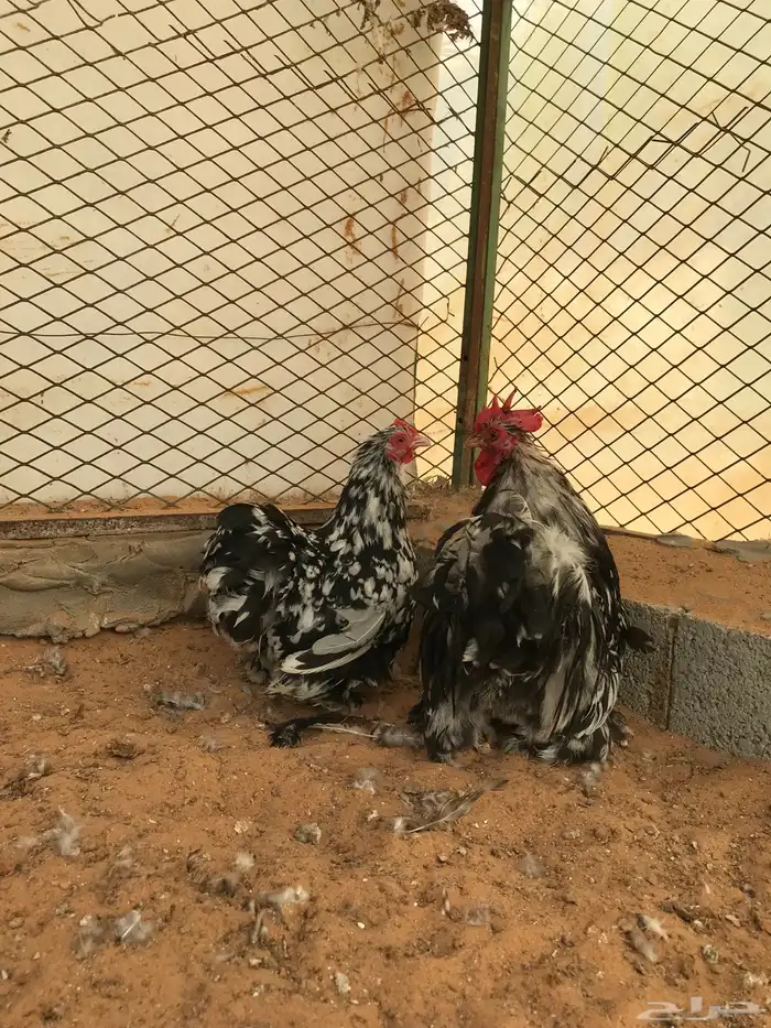 جوز كوشن بوران تم البيع تم البيع 8