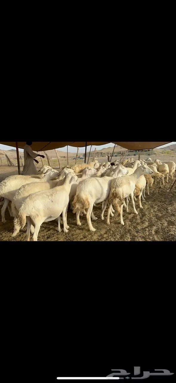 مكة غنم حريات طيبة 1