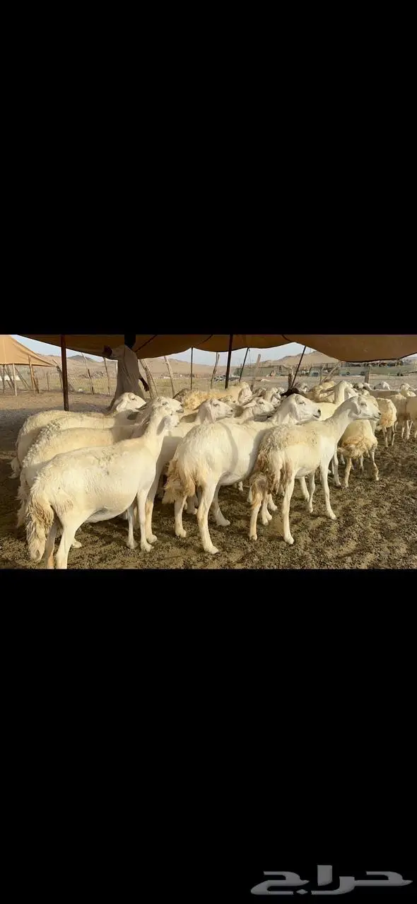 مكة غنم حريات طيبة 2