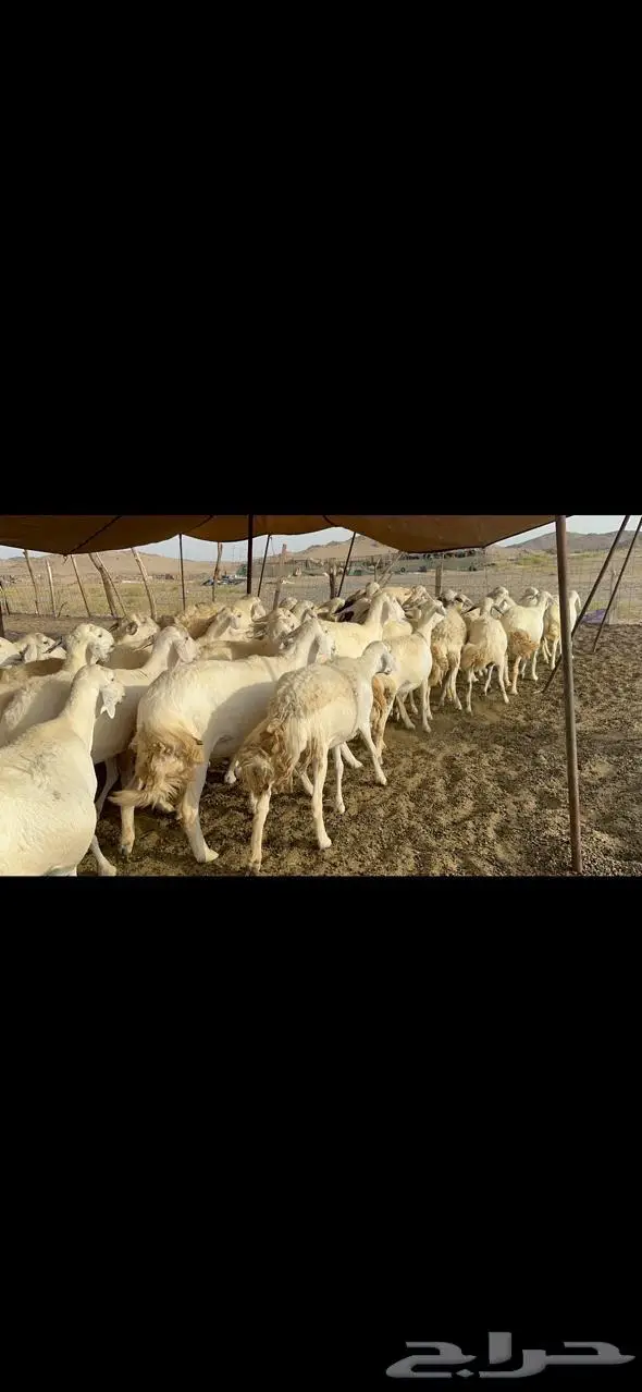 مكة غنم حريات طيبة 0