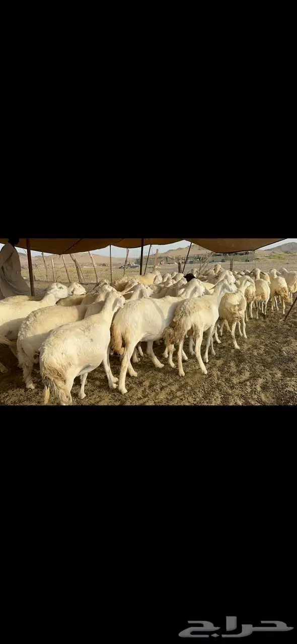 مكة غنم حريات طيبة 3