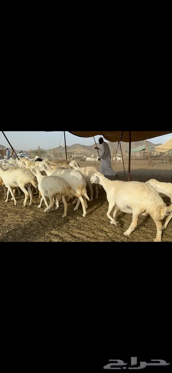 مكة غنم حريات طيبة 4