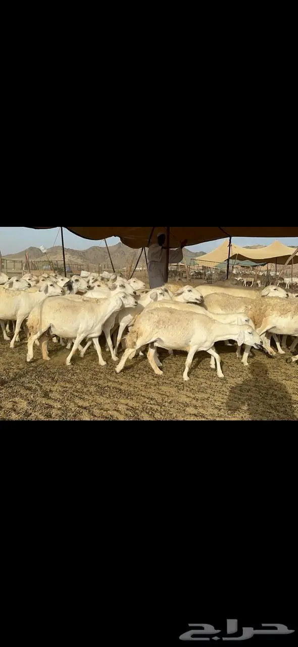 مكة غنم حريات طيبة 5