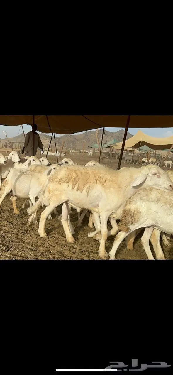 مكة غنم حريات طيبة 7