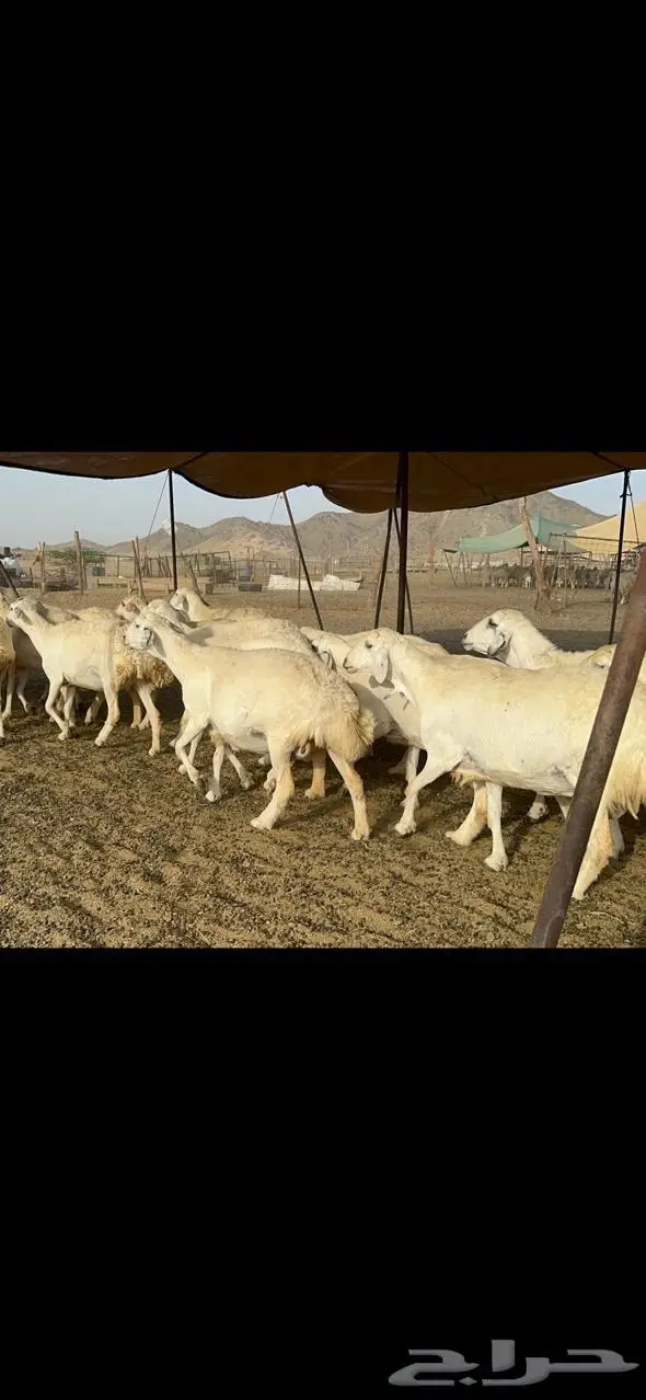 مكة غنم حريات طيبة 6