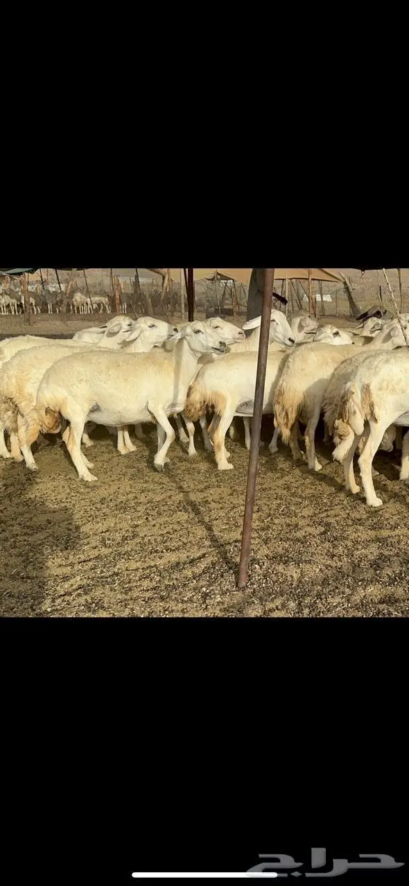 مكة غنم حريات طيبة 8