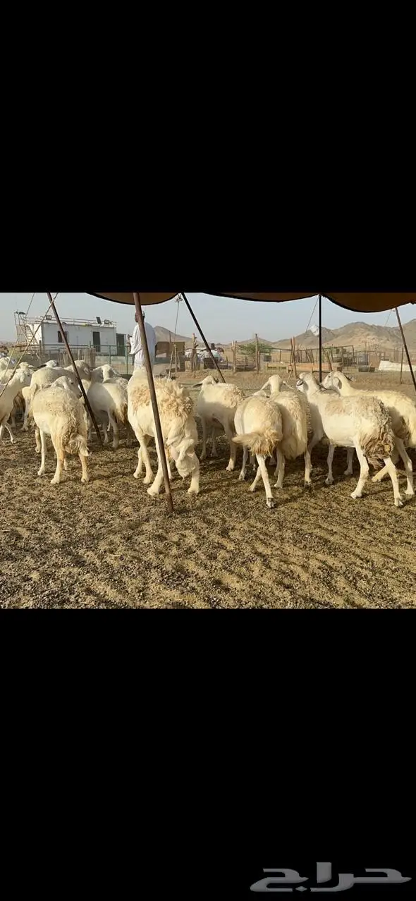 مكة غنم حريات طيبة 10