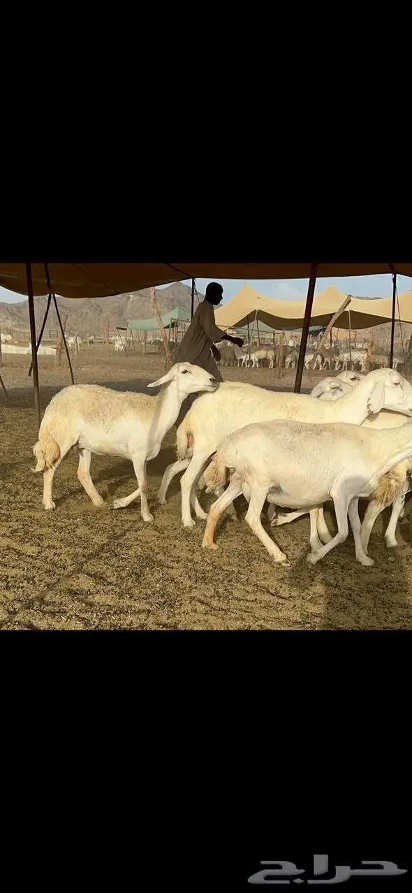 مكة غنم حريات طيبة 9