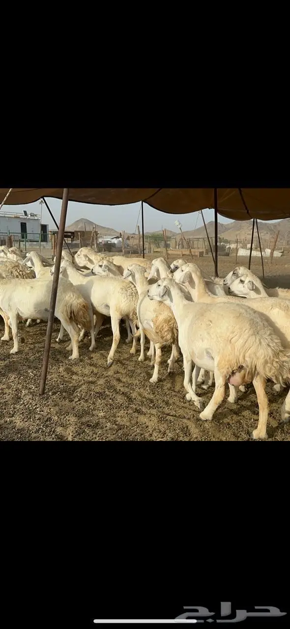 مكة غنم حريات طيبة 13