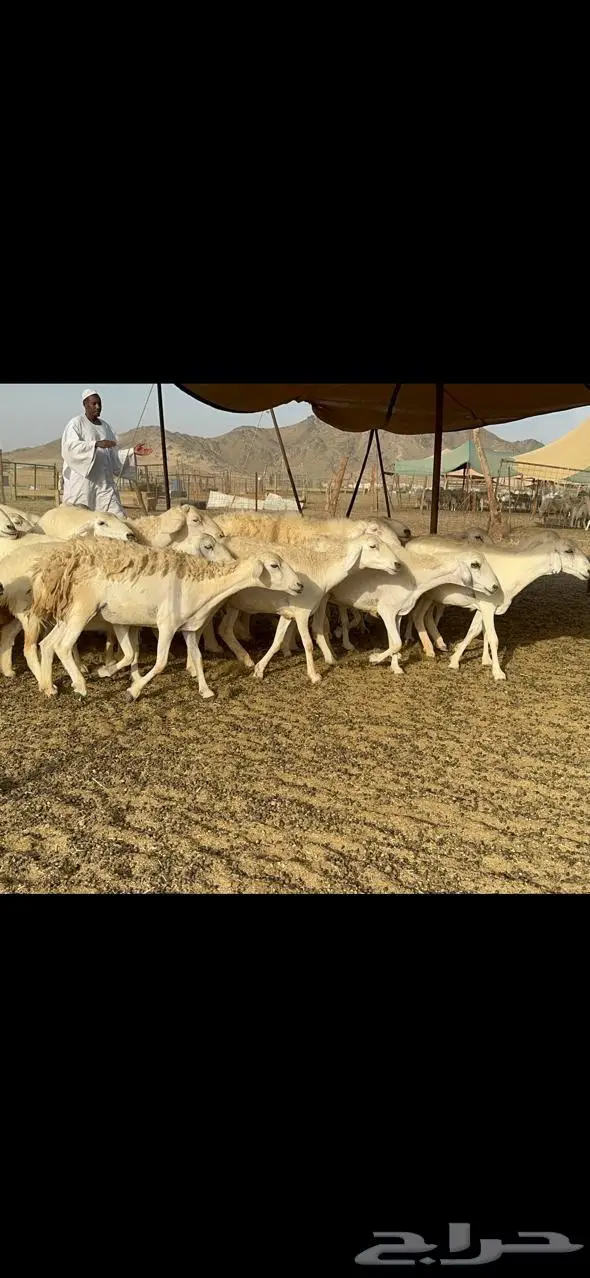 مكة غنم حريات طيبة 11