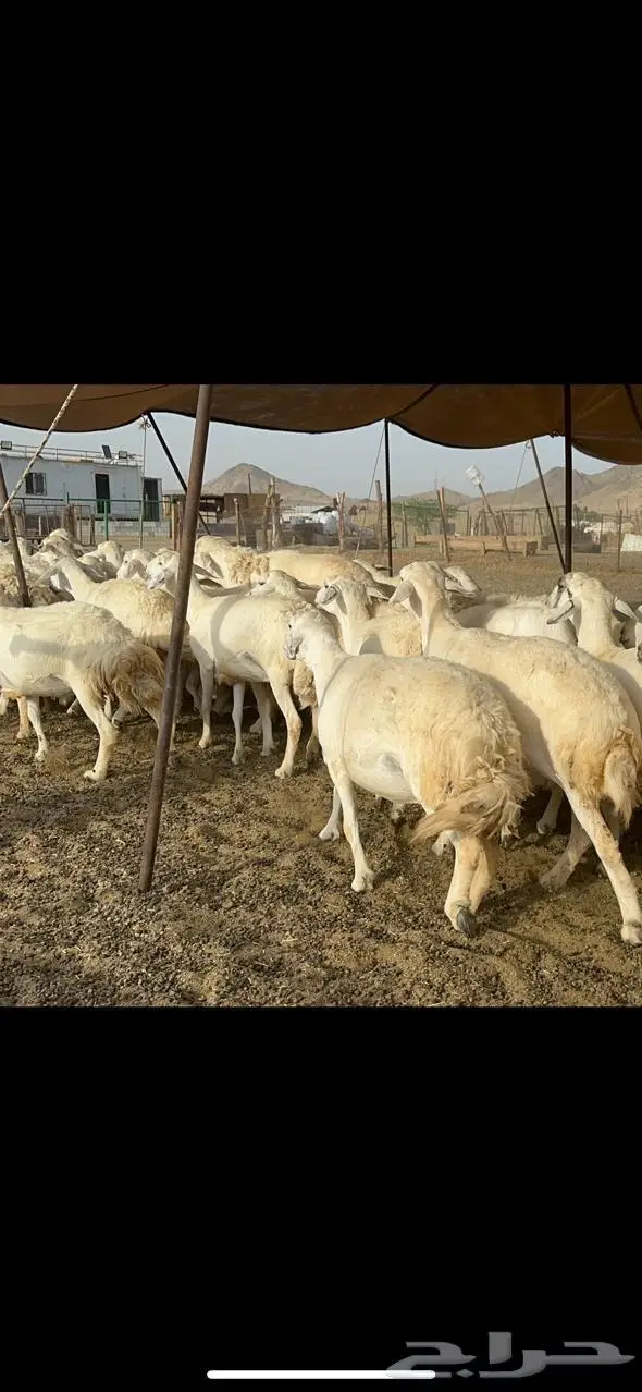 مكة غنم حريات طيبة 12