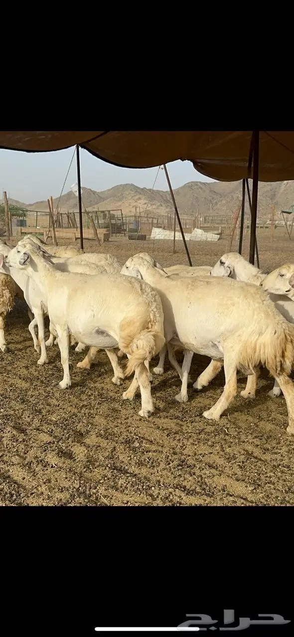 مكة غنم حريات طيبة 14
