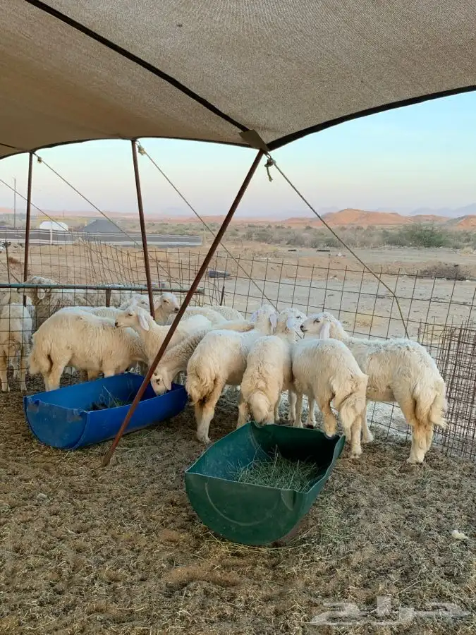 ذبايح حري ذبائح مناسبات طليان رخال 2